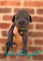Teal collar girl , a female Boerboel for sale in Red Bluff, CA – 1 of 1