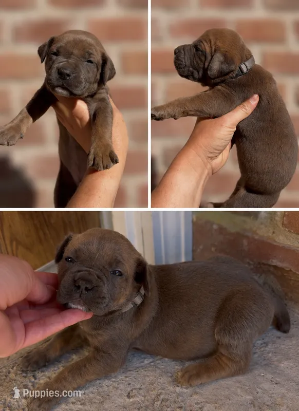 Grey Collar Girl  – Boerboel puppy for sale in Red Bluff, CA