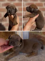 Grey Collar Girl , a female Boerboel for sale in Red Bluff, CA – 1 of 1