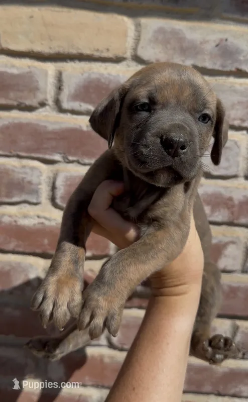 Lime green boy  – Boerboel puppy for sale in Red Bluff, CA