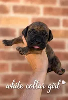 White Collar girl , a female Boerboel for sale in Red Bluff, CA – 1 of 1