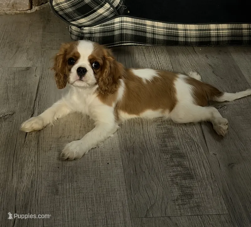 Cavalier  – Cavalier King Charles Spaniel puppy for sale in Red Bluff, CA