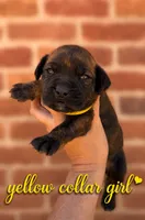 Yellow collar girl , a female Boerboel for sale in Red Bluff, CA – 1 of 1