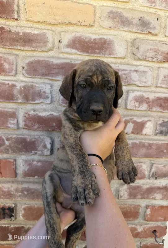 Green Boy  – Boerboel puppy for sale in Red Bluff, CA