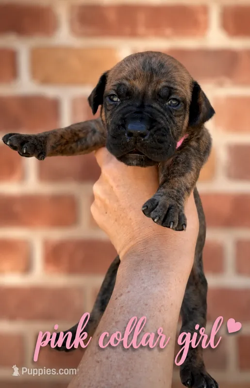 Pink collar  – Boerboel puppy for sale in Red Bluff, CA