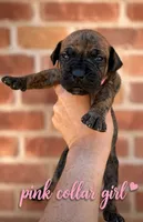 Pink collar , a female Boerboel for sale in Red Bluff, CA – 1 of 1