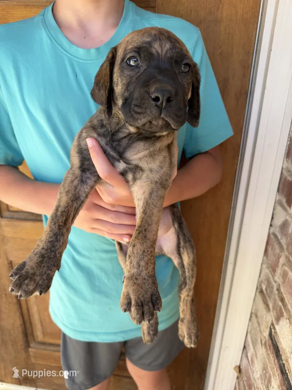 Green Boy  – Boerboel puppy for sale in Red Bluff, CA