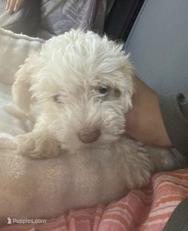 White toy poodle  – Poodle - Toy  puppy for sale in Red Bluff, CA