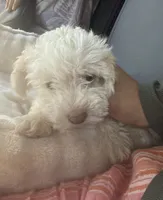 White toy poodle , a male Poodle - Toy  for sale in Red Bluff, CA – 1 of 1