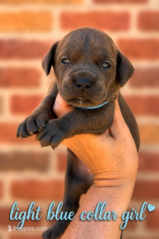 Light Blue collar girl  – Boerboel puppy for sale in Red Bluff, CA