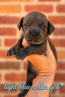 Light Blue collar girl , a female Boerboel for sale in Red Bluff, CA – 1 of 1