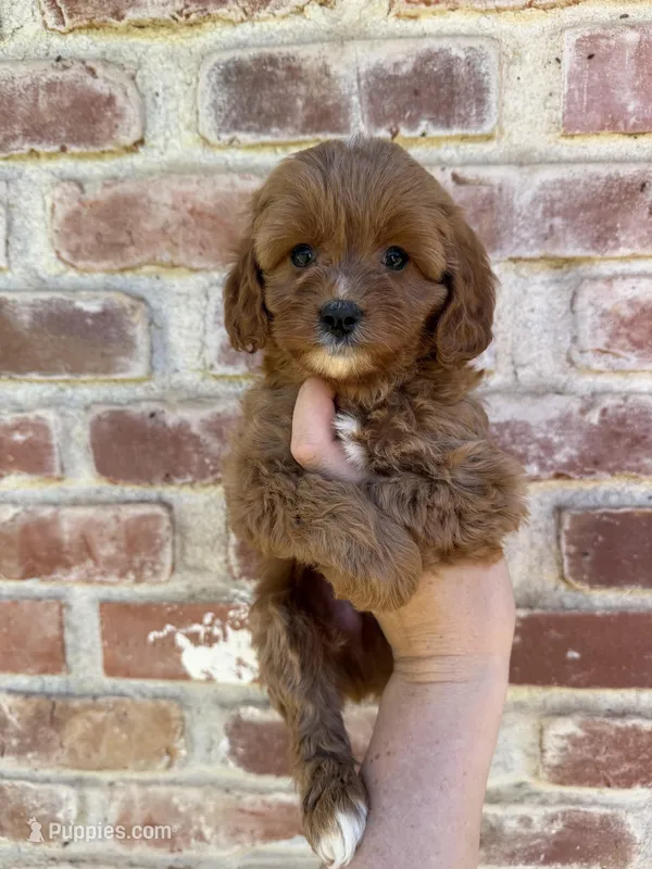 Hank – Cavapoo puppy for sale in Red Bluff, CA
