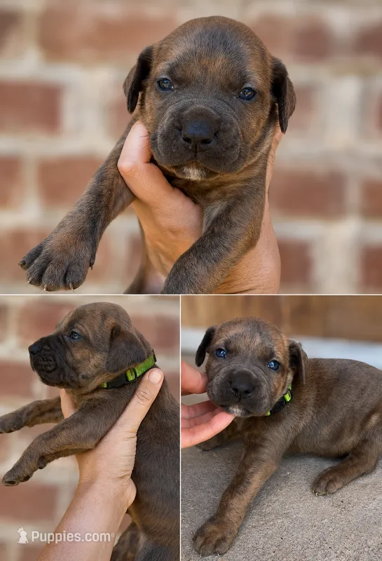 Lime green boy  – Boerboel puppy for sale in Red Bluff, CA