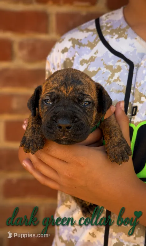 Green Boy  – Boerboel puppy for sale in Red Bluff, CA