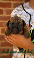 Green Boy , a male Boerboel for sale in Red Bluff, CA – 1 of 1