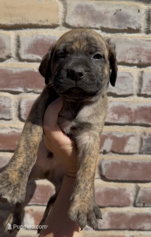 Green Boy  – Boerboel puppy for sale in Red Bluff, CA