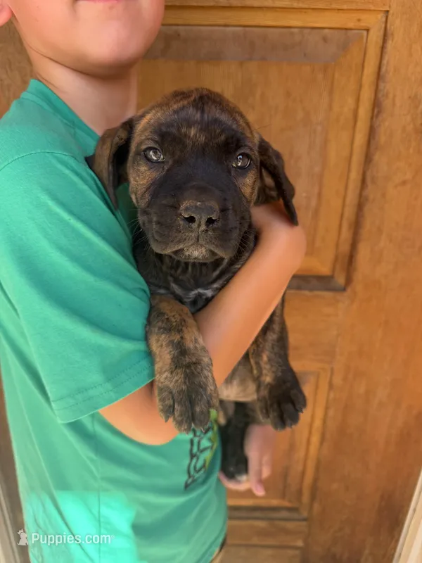 Yellow  – Boerboel puppy for sale in Red Bluff, CA