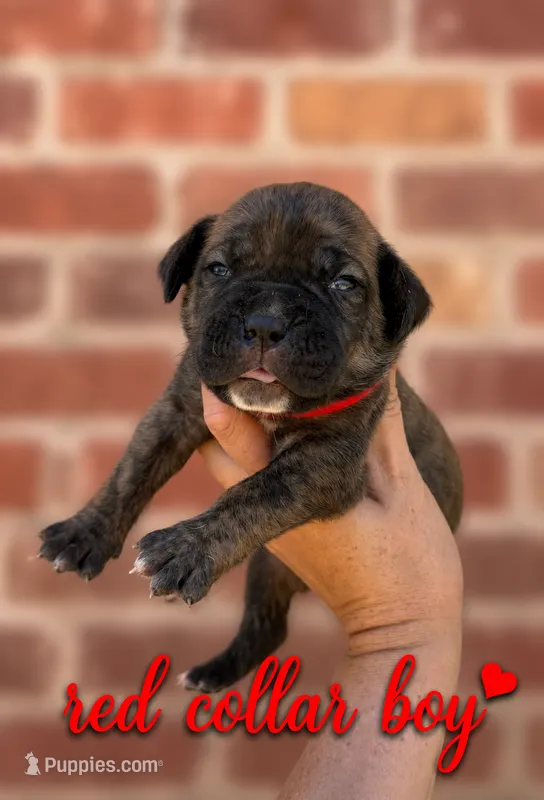 Red Collar Boy  – Boerboel puppy for sale in Red Bluff, CA