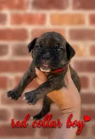 Red Collar Boy , a male Boerboel for sale in Red Bluff, CA – 1 of 1