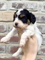 Teal , a female Cavapoo for sale in Redding, CA – Photo 2 of 2