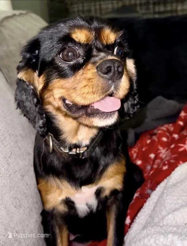 Tilly – Cavalier King Charles Spaniel puppy for sale in Red Bluff, CA