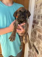 Pink , a female Boerboel for sale in Red Bluff, CA – 1 of 2