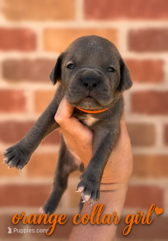 Orange collar girl  – Boerboel puppy for sale in Red Bluff, CA
