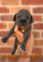 Orange collar girl , a female Boerboel for sale in Red Bluff, CA – 1 of 1