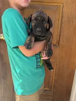 Yellow , a female Boerboel for sale in Red Bluff, CA – 2 of 4