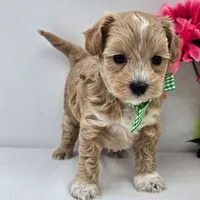 🐬🐬 Kofi 🐬🐬, a female Maltipoo for sale in Eastpointe, MI – 2 of 4