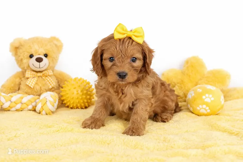 🌼🌼 Leah 🌼🌼 – Cavapoo puppy for sale in Sterling Heights, MI