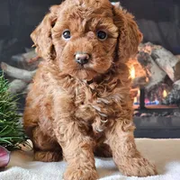 🌸🌸 Tammy 🌸🌸, a female Cavapoo for sale in Eastpointe, MI – 4 of 4