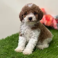 💚💚  Tucker 💚💚, a male Cavapoo for sale in Eastpointe, MI – 3 of 3
