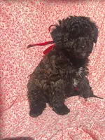 💙💙 Riley 💙💙, a male Poodle - Toy  for sale in Sterling Heights, MI – Photo 3 of 3