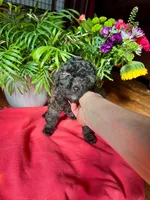 💙💙 Riley 💙💙, a male Poodle - Toy  for sale in Sterling Heights, MI – Photo 1 of 3