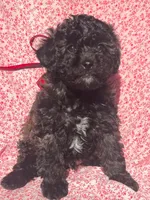 💙💙 Riley 💙💙, a male Poodle - Toy  for sale in Sterling Heights, MI – Photo 2 of 3