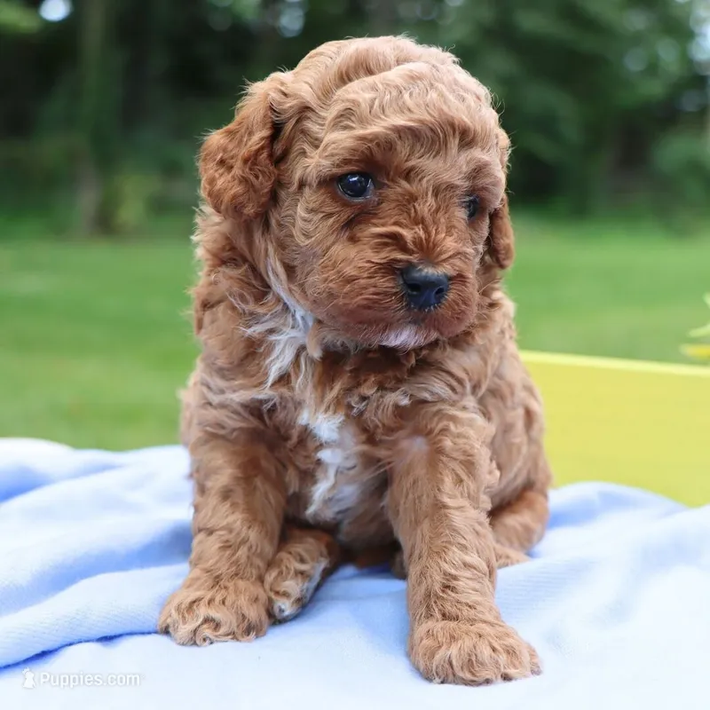 🩷🩷 Karma 🩷🩷 – Poodle - Toy  puppy for sale in Eastpointe, MI