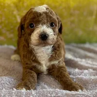 🐶🐶 Leo 🐶🐶, a male Poodle - Miniature  for sale in Eastpointe, MI – 2 of 3