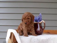 🍄🍄 Chucky 🍄🍄, a male Poodle - Miniature  for sale in Eastpointe, MI – Photo 2 of 2