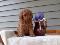 🍄🍄 Chucky 🍄🍄, a male Poodle - Miniature  for sale in Eastpointe, MI – Photo 1 of 2
