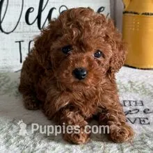🐶🐶 Liam 🐶🐶, a  Poodle - Toy  for sale in Eastpointe, MI – 1 of 4