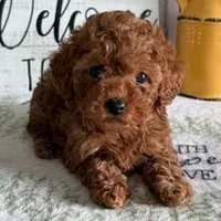 🐶🐶 Liam 🐶🐶, a  Poodle - Toy  for sale in Eastpointe, MI – 1 of 4