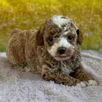 🌸🌸 June 🌸🌸, a female Poodle - Miniature  for sale in Eastpointe, MI – 3 of 3