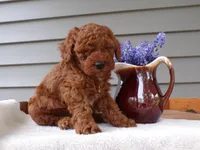 🐢🐢 Cheson 🐢🐢, a male Poodle - Miniature  for sale in Eastpointe, MI – Photo 2 of 2