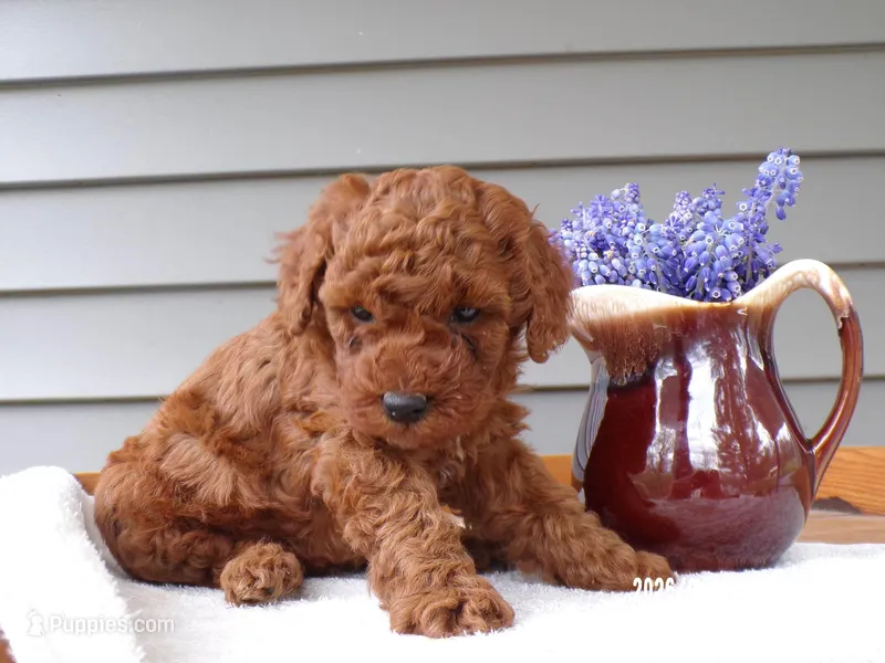 🐢🐢 Cheson 🐢🐢, a male Poodle - Miniature  for sale in Eastpointe, MI – Photo 1 of 2