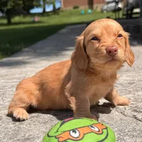 💛💛 Citro 💛💛, a  Miniature Dachshund for sale in Eastpointe, MI – 2 of 4