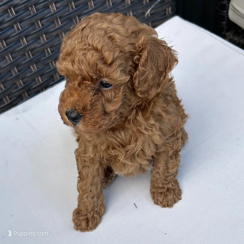 🐶🐶 Lucas 🐶🐶 – Poodle - Miniature  puppy for sale in Eastpointe, MI