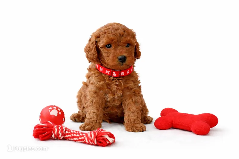 🍄🍄 CHUCKY 🍄🍄 – Poodle - Miniature  puppy for sale in Eastpointe, MI