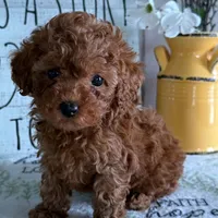 🐶🐶 Liam 🐶🐶, a  Poodle - Toy  for sale in Eastpointe, MI – 3 of 4