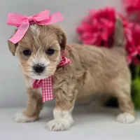 🩷🩷 Kia 🩷🩷, a female Maltipoo for sale in Eastpointe, MI – 2 of 4